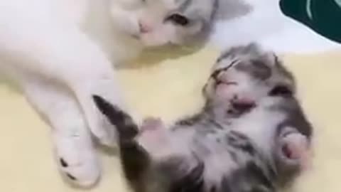 Happy Cat, mom hugging kitten