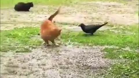 Funny cat dance