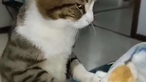 Cute cat is angry from me