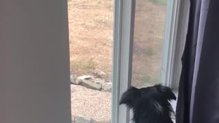 Border Collie watching deer eat