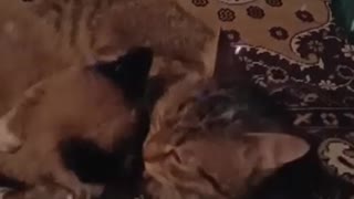 Cat love Murzika