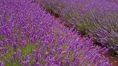 A Beautiful Lavender Field