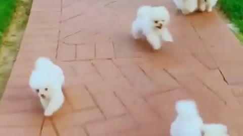 Cute dog video !! Funny dog vi deo Baby Dogs - Cute and Funny Dog Videos Compilation