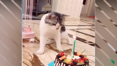 pets funny adorable really worth seeing Funny Cat and Dog try not to laugh. Cute Kitten and Puppy