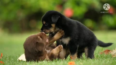 Cute puppies are playing with beautiful girls