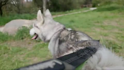 How To Leash Train An EXCITED Siberian Husky!