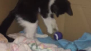Black/white cat in box plays blue ball