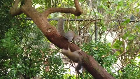 Squirrel on a tree