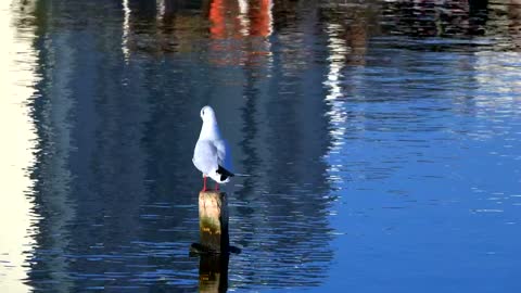 Seagull on the port