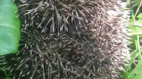 Hedgehog reacts to sound of kissing