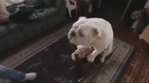 Dog playing on hobbyhorse