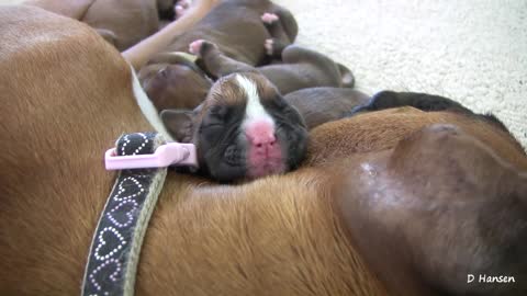 Two-Day-Old Puppies