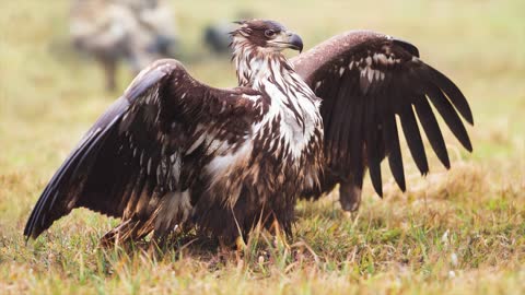 Top 10 bigest and larger eagle in the world