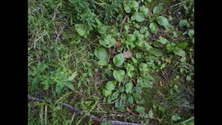 Song of the Wild Plantain 9 3 2019 Union Lake Minnesota