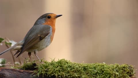 Robin Bird in forest