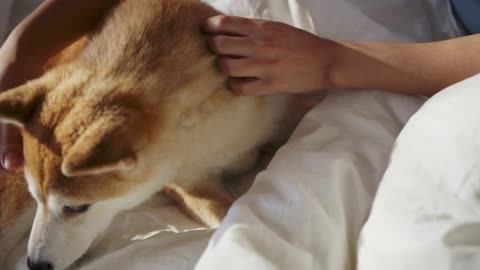 A Woman Petting Her Dog And Giving It Dog Food. Dog Feeding