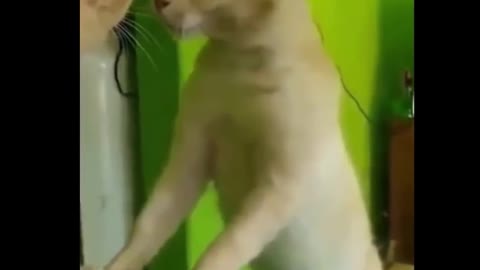 Dont try to stop laughing Funniest Cats Ever