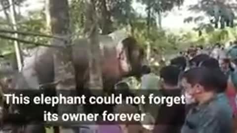 Elephant Viral Video | Kerala Elephant video | Indian Elephant Video Animals Love | Apple Web TV