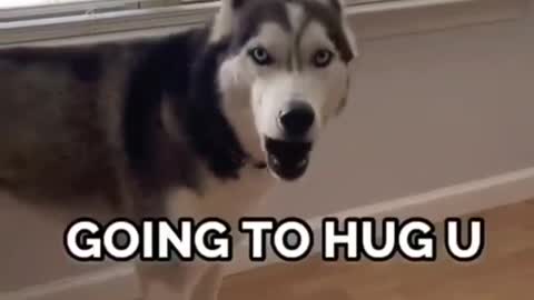 Husky is mad || Funny || Pet