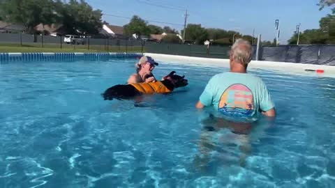 Great Danes cheer on funny doggy swimming lesson