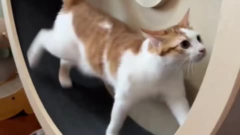 Funny Cats video