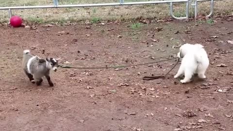 Dog walking sheep