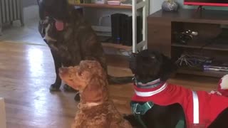 Disciplined Pups Go Through Doggy Training At Daycare