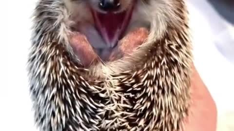 #hedgehog #hedgehogs #animals #funny Hedgehog