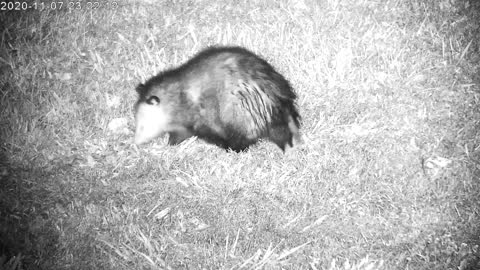 Opossum Searching For Food