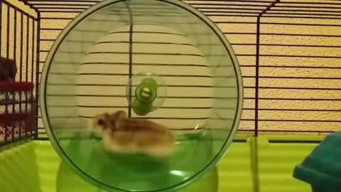 Funniest Hamsters Of All Time Funny Hamster Videos Compilation 2021