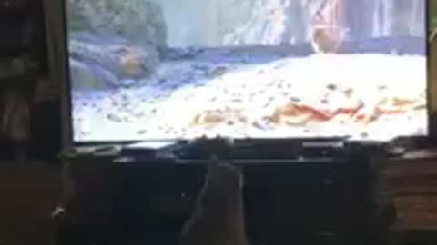 Cute funny cat reacts to king lion on TV