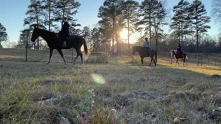 Monday Horse Therapy 12132021