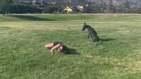 Barknado warning: Sudden doggy bodycheck imminent 😅🌀#CanineCollision