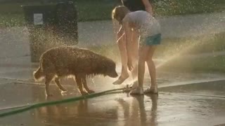 Summer-loving dog prefers sprinkler to her ball