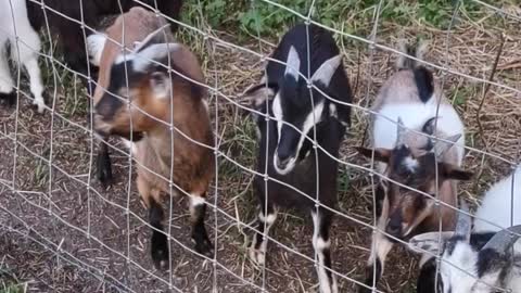 Goats want to be fed