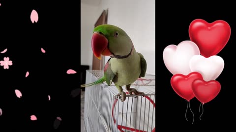 A Cute parrot 🦜🦜