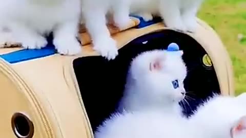 White cats with blue eyes