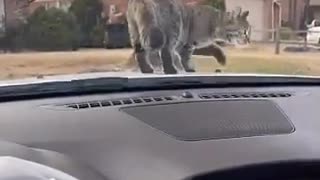 Unsuspecting Kitty Gets Startled By Windshield Wipers