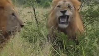 Five lions fighting in Kruger national park lion#shorts #wildlife