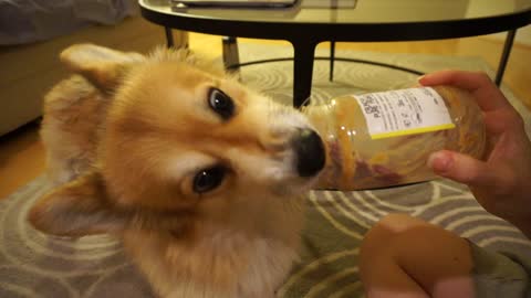 Corgi licking peanut butter jar is oddly satisfying
