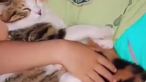 The chosen one, cat or baby