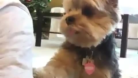 Funny Animal Video: Attention seeker