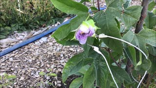 Passion Flower Starting to Open part 2 Sept 2021