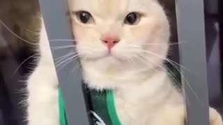 FUNNY CAT AND DOG VIDEOS PART 1 😍