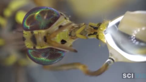 Sucking Honey By Bactrocera, Under Microscopy
