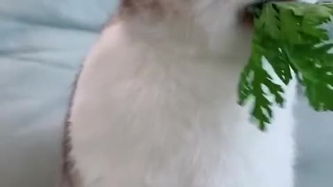 Cute Animal Short Video