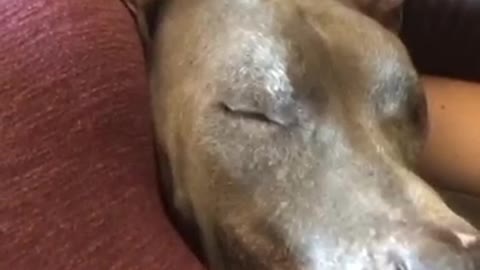 Pitbull snuggling with pregnant belly
