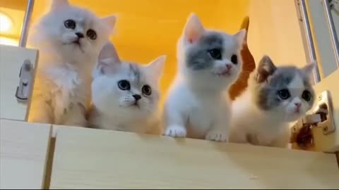 Cute cat funny 😄 videos | baby cat fun life enjoy | cute | cat funny | ep.1