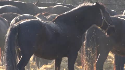 A black horse rolls over in hay, gets up after a while and walks away