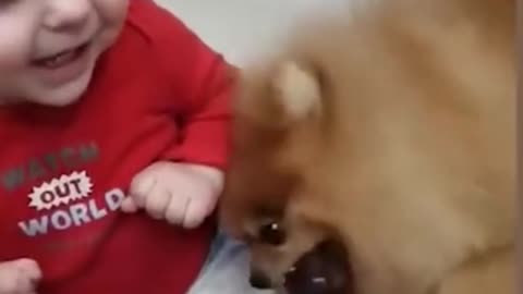 The best Amazing video of baby and funny dog.